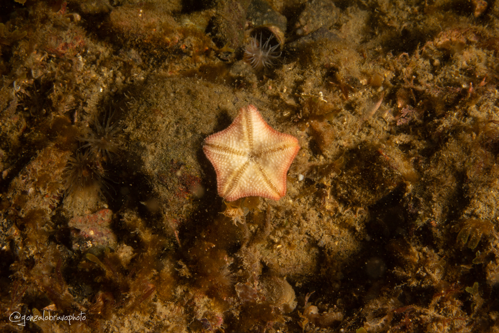 Little Pentagon Star