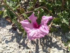 Ipomoea rupicola