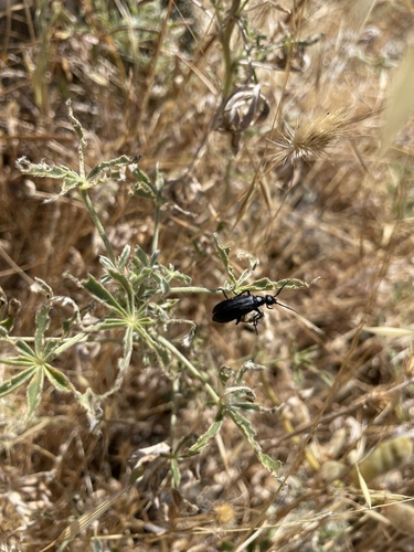Epicauta fallax