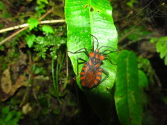 Spartocera pantomima