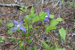 Clematis occidentalis grosseserrata