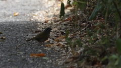 Arremonops chloronotus