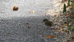 Arremonops chloronotus