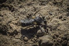 Glyphotriclis