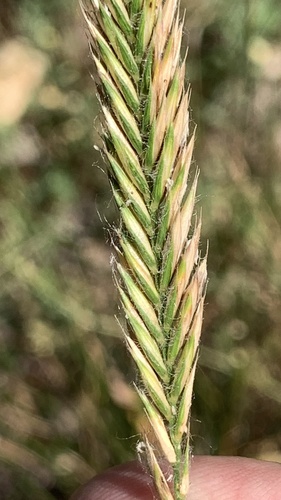 Agropyron desertorum iNat (3)