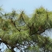 Pinus vallartensis - Photo (c) Dante S. Figueroa, some rights reserved (CC BY-SA), uploaded by Dante S. Figueroa