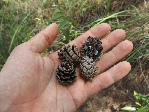Pinus vallartensis