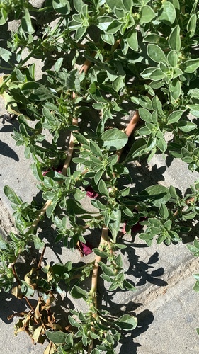Amaranthus blitoides iNat (3)