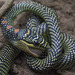 Paradise Flying Snake - Photo (c) Paul Donahue, some rights reserved (CC BY-NC), uploaded by Paul Donahue