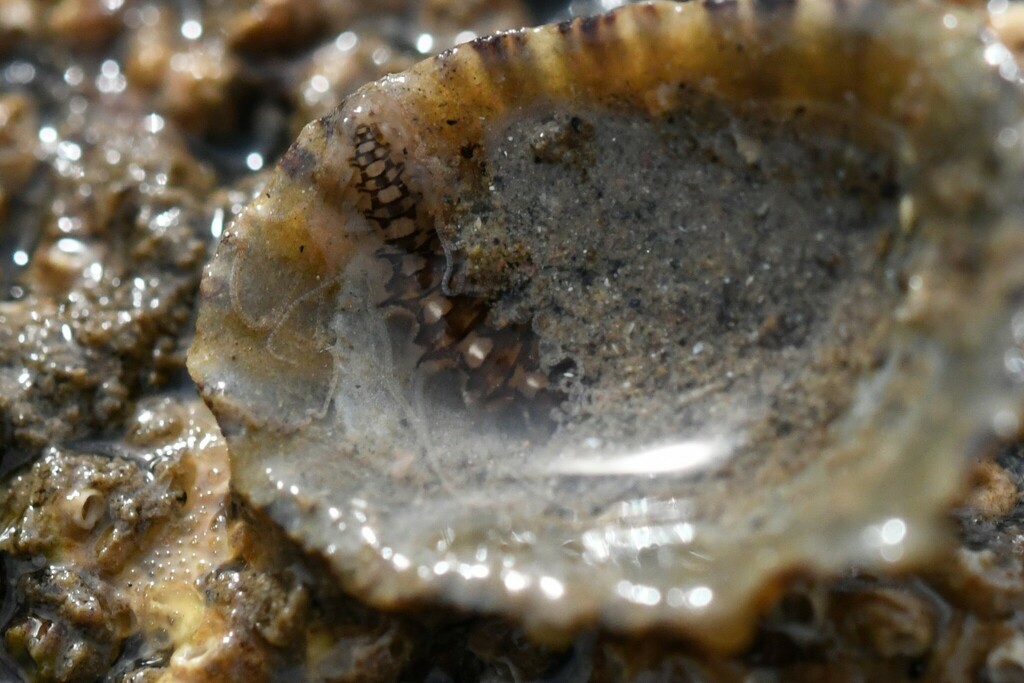 Amblyosyllis spectabilis
