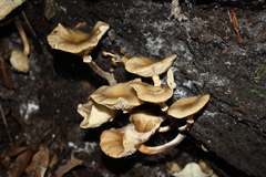 Armillaria limonea