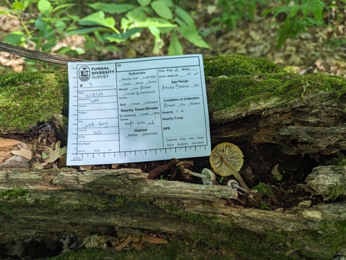 Mycena (Photo 4 of 5)