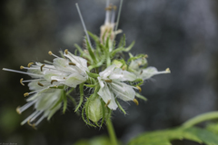 Hydrophyllum virginianum