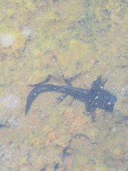 Ambystoma velasci