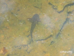 Ambystoma velasci