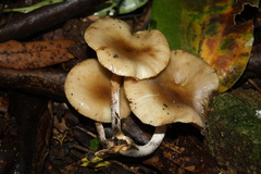 Armillaria limonea