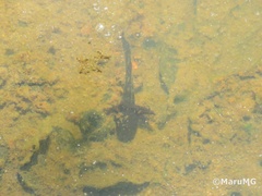 Ambystoma velasci