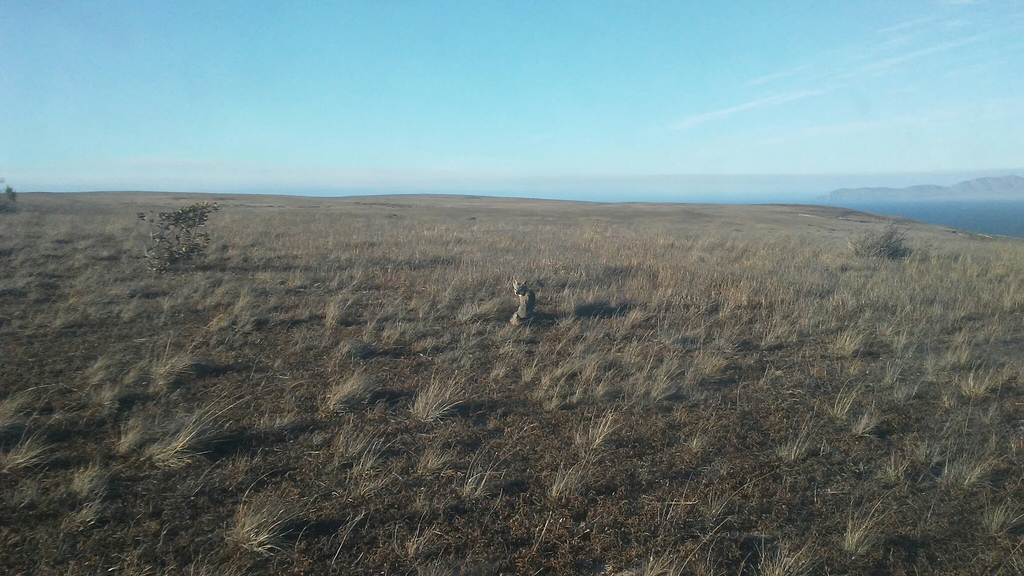 Santa Rosa Island Fox
