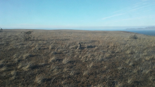 Santa Rosa Island Fox