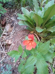 Erythranthe verbenacea