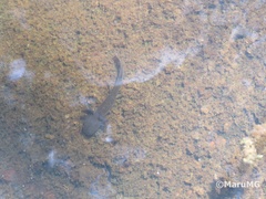 Ambystoma velasci