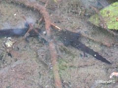 Ambystoma velasci