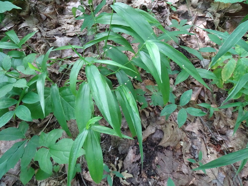 Image of Broad-Leaved Panic Grass (Dichanthelium latifolium) by no rights reserved