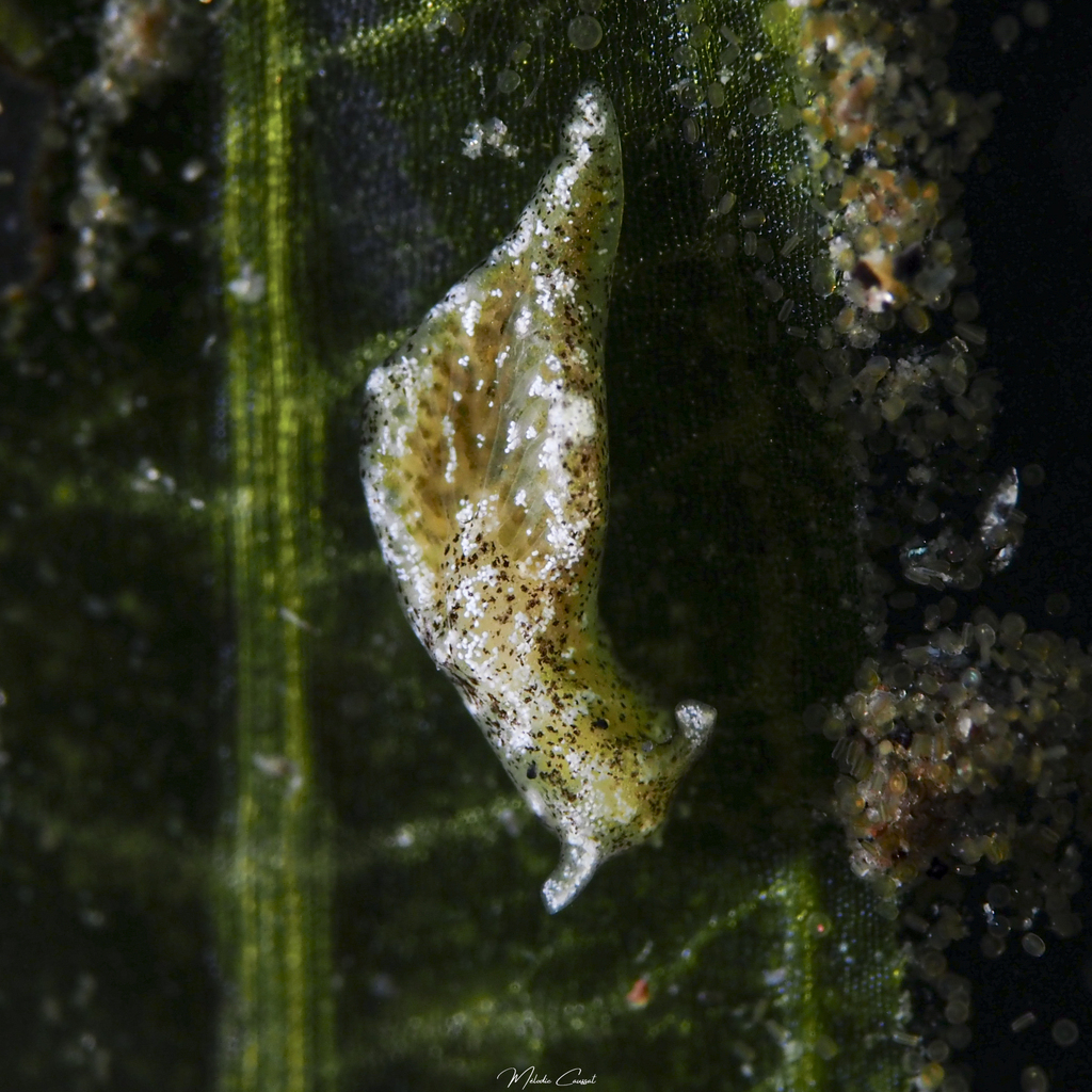 Seagrass Elysia