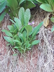 Primula pauciflora zionensis