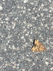 Pyrausta subsequalis