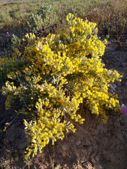 Tetradymia spinosa