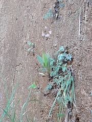 Primula pauciflora zionensis