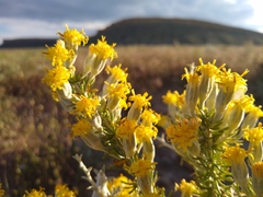 Tetradymia spinosa
