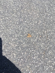 Pyrausta subsequalis