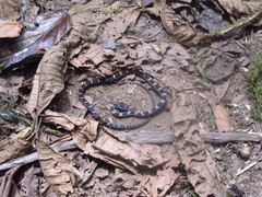 Mastigodryas pulchriceps