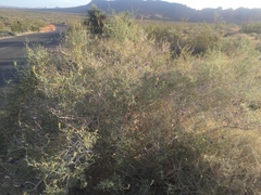 Psorothamnus fremontii