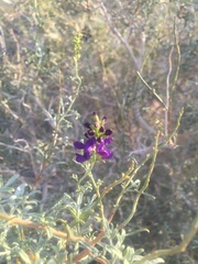 Psorothamnus fremontii