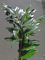 Sarcococca confusa