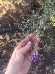 Psorothamnus fremontii