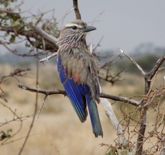 Coracias naevius mosambicus
