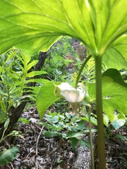 Trillium cernuum