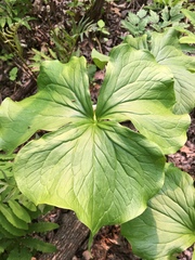 Trillium cernuum