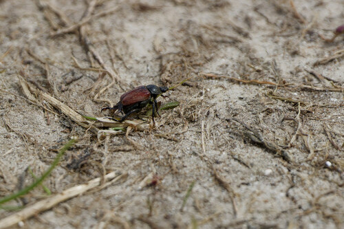 Welsh Chafer, Oudeschild, Netherlands, photo 9 of 10