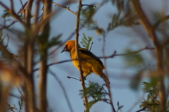 Icterus pectoralis