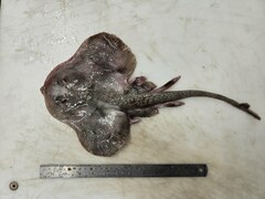 Round Skate photo 3