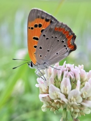 Lycaena phlaeas daimio