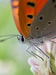 Lycaena phlaeas daimio