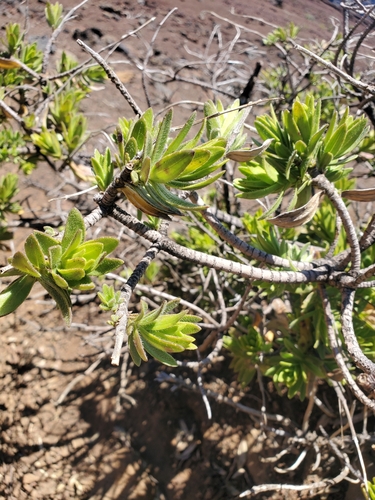 Image of Dubautia menziesii by (c) Maura, some rights reserved (CC BY)