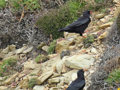 Chova piquirroja (Pyrrhocorax pyrrhocorax)