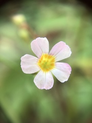 Oxalis barrelieri